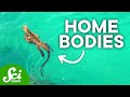 8 Animal Species Only Found in One Place on Earth
