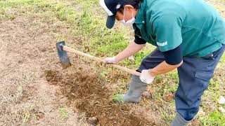 廃菌床を使用した土づくり③