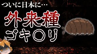 【ゆっくり解説】あの外来種ゴキブリがついに日本で発見されました…