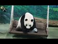 20220723 圓仔專家解罐罐日常 the giant panda yuan zai