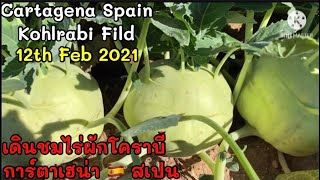 ไร่ผักโคราบี้ การ์ตาเฮน่า สเปน Kohlrabi fild Spain