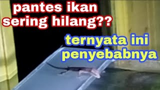 inilah penyebab ikan di aquascape kita sering hilang tanpa ada bangkainya.....