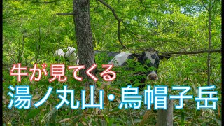 【湯ノ丸山】牛が見てくる登山道〜レンゲツツジの大群落