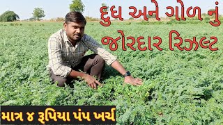 દૂધ અને ગોળ નું ચણા માં જોરદાર રિઝલ્ટ || ઓછા ખર્ચે સારું ઉત્પાદન || ઓર્ગેનિક ખેતી