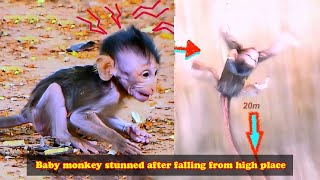 A baby monkey fell from a 20 meter high tree, it felt extremely dizzy and was extremely scared.
