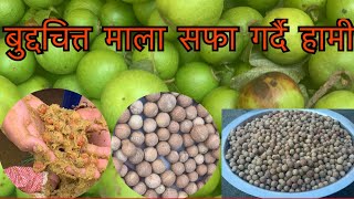 Buddhachitta mala सफा गर्दै हामी||cleaning buddhachitta seeds|यसपालीको नयाँ बुद्दचित्त माला