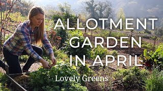 April Allotment Garden Tour