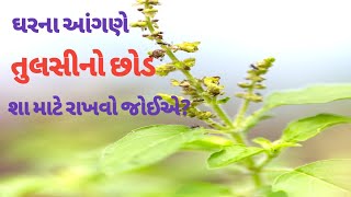 ઘરના આંગણામાં તુલસીનો છોડ શા માટે રાખવો જોઈએ ? - મહેશ ચૌહાણ