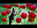 How to Harvest Apple & Goes to the Market Sell - Harvesting & Cooking || Daily Life