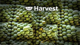 Amazing Watermelon Harvesting Technology | Watermelon Farming | Amazing Agriculture Technology ➤ 8