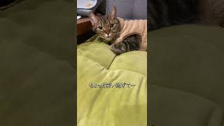 寝ぐせ凄すぎでしょ【アメショのほっけ】 #猫