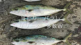 佐賀関で　初心者が　先輩と　爆釣な件