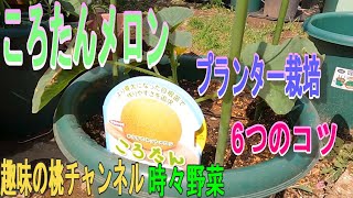 【ころたんメロン】プランター栽培　6つのコツ　23/6/15