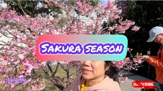 SAKURA /CHERRY BLOSSOMS SEASON