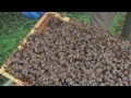 introduction to conventional beekeeping