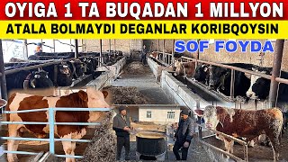 BUQA BOQISH SIRLARI  ATALA BILAN BOQIB OYIGA 1 MILLYON SOF FOYDA QILING