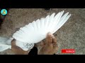 কবুতরের পাখা দেখে চেনার উপায় how to know about pigeon s feather