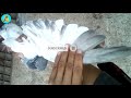 কবুতরের পাখা দেখে চেনার উপায় how to know about pigeon s feather