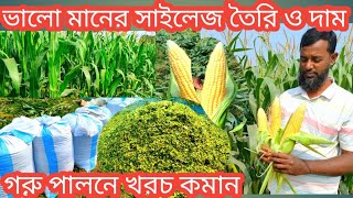 silage||সাইলেজ কেন খাওয়াবেন||ভাল মানের সাইলেজ চেনার উপায়||কম দামে সাইলেজ কোথায় পাবেন|silage making