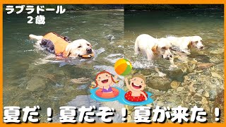 【ラブラドールレトリーバー】夏だ！夏が来た！初めての川遊びに大はしゃぎの大型犬２歳「道の駅ちくさ」