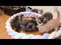 子猫の新しい遊び方@ノルウェージャンフォレストキャット専門キャッテリーrien