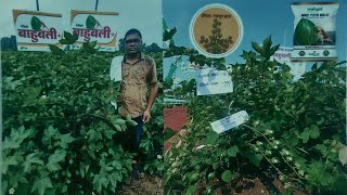 New Cotton Seeds ll Mahyco Cotton Seeds - #Bahubali+