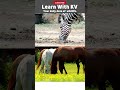 race between horse and zebra race horse zebra shorts