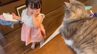 イタズラをする二歳児に教育的指導をする猫　ノルウェージャンフォレストキャット　A cat gets angry at a two-year-old's prank