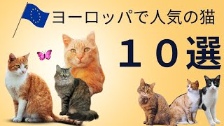 ヨーロッパで人気の猫１０選