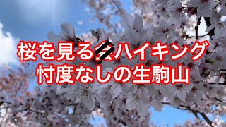 桜を見るハイキング 生駒山　じぃーチューバー