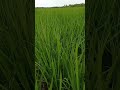 rice field shortvideo nature firstcropping