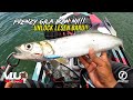 FRENZY Strike SELEPAS RIBUT!!  - #VLUQ430 - Kayak Fishing Malaysia