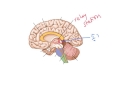 간뇌 diencephalon 대뇌 신경계