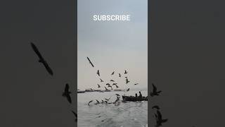 Animal | Satranga | Hindi Video Songs |tseries songs