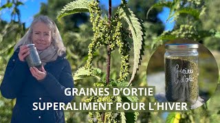 Graines dortie  - superaliment pour lhiver