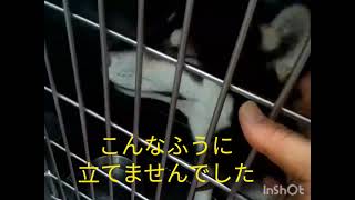 柴犬こまちが入院して、翌日面会に行きました😢