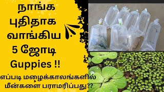 நாங்க புதிதாக வாங்கிய 5 ஜோடி Guppies.!. மேலும் மழைக்காலங்களில் மீன்களை பராமரிப்பது பற்றி பார்க்கலாம்