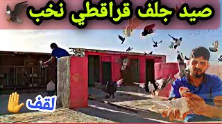 صيد صيد جلف قرقاطي نخب🦅 وكش الحمام الجديدة💥