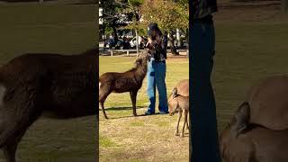 可愛い鹿に餌やり🦌外国人観光客