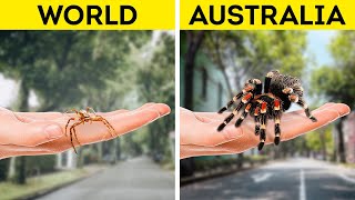 Why Are Australia's Bugs and Insects Soooooo Big?