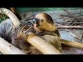 zoo to you celebrate nero the sloth s birthday with us