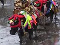 壬生の花田植え