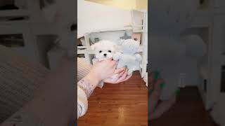 teacup maltese tiny size dogs videos - Teacup puppies KimsKennelUS