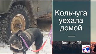 История Кольчуги, на которую напали волки