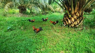 VERY EASY TO TRAP THE RED JUNGLEFOWL