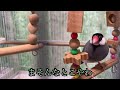 【文鳥劇場】もずくんの近況報告 480