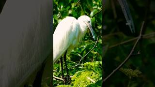 White bagula preening | heron | #shortvideo #shorts #short #viral #trending #youtubeshorts #video