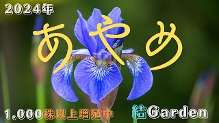 【あやめ】2024年5月 　結Garden　飯舘村（福島県）