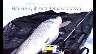 Ismete hauki jään alta kuvattuna