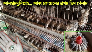 আলহামদুলিল্লাহ,,, আজ আমি কোয়েল পাখির প্রথম ডিম পেলাম,,,